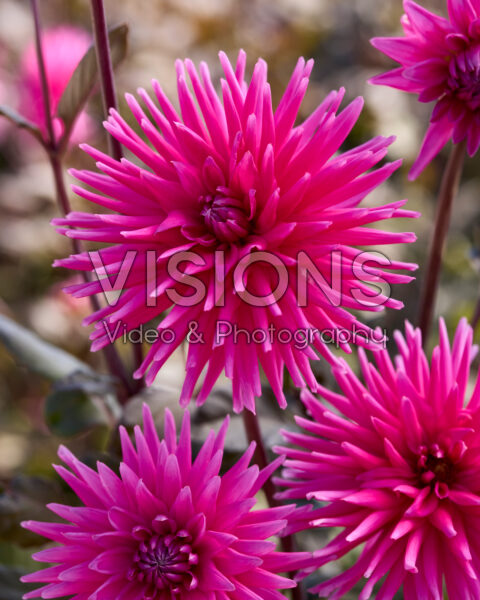 Visions Pictures | Search Visions Pictures | Search